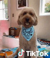 Dog Chien GIF by TikTok France