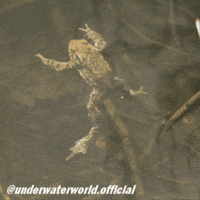 Drunk Frog GIF