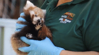 Red Panda Cubs Get Clean Bill of Health at Perth Zoo