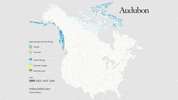 yellow-billed loon GIF by audubon
