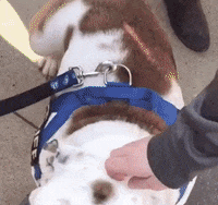 drake mascot GIF by DrakeUGriff