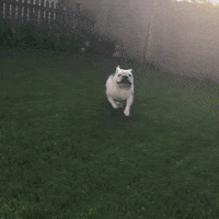 DrakeUGriff mascot drake bulldog iowa GIF