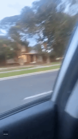 T-Rex Takes Dog for a Walk in Melbourne Suburb