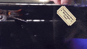 cephalopod cuttlefish GIF by Science Friday