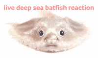 danterats reaction dumpling live reaction deep sea batfish GIF