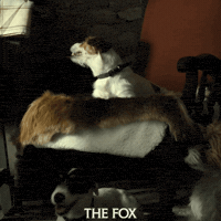 Jack Russell Dog GIF by Signature Entertainment