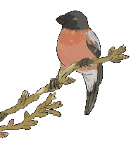 Bird Vogel Sticker by Naturschule fernundaktiv