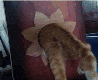 Cat GIF