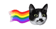 Cat Wow Sticker