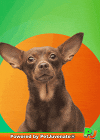 PetJuvenate cuddle chihuahua broken heart funny dog GIF