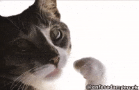 Cat Looking GIF