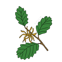 Skincare Plant Sticker by alohaelita