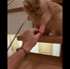 catnipy catnipy GIF