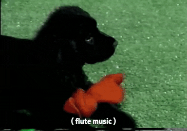 dog GIF by South Park 