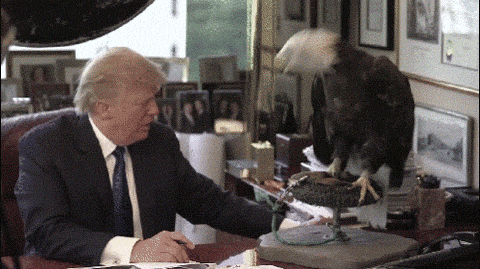 Trump and eagle