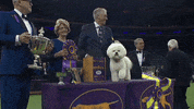 westminster dog show flynn GIF by Westminster Kennel Club
