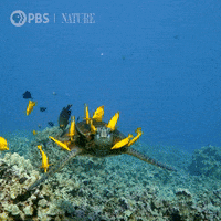 Sea Turtle Friends GIF by Nature on PBS