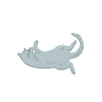 Cat Kitty Sticker by isleep