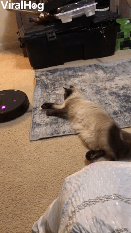 Cat Refuses to Move for Robot Vacuum  