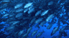 OPSociety jacks school of fish racing extinction bait ball GIF