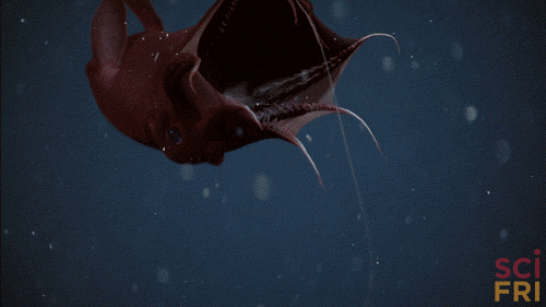 vampire squid ocean GIF by Science Friday