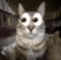 Shocked Cat GIF