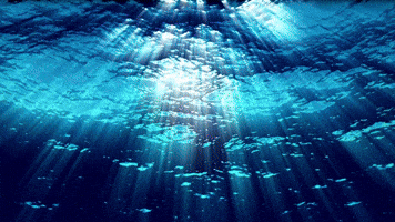 Welcome to the Shark Zone