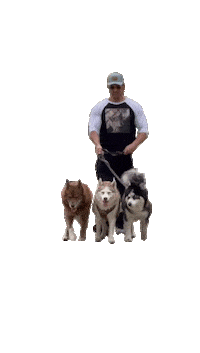 What Is Love Dogs Sticker by Mike O'Hearn