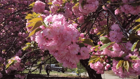 cherry blossoms pink GIF by emibob
