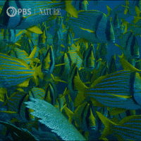 Pbs Nature Swimming GIF by Nature on PBS