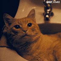 Cats Pet GIF by Gaslit