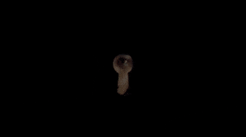 Mr Sandman Spy GIF by Signature Entertainment