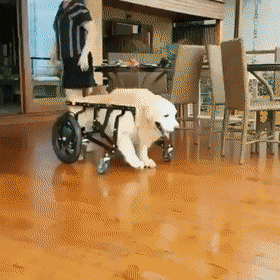 giffunme giphyupload GIF