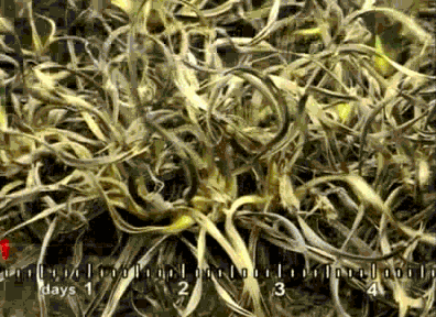 plants GIF
