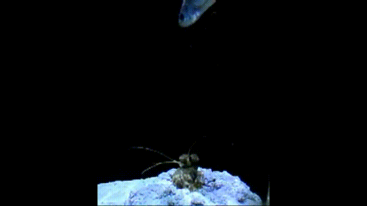 shrimp spearing GIF