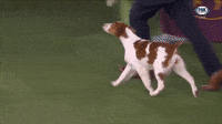Sporting Group Brittany Spaniel
