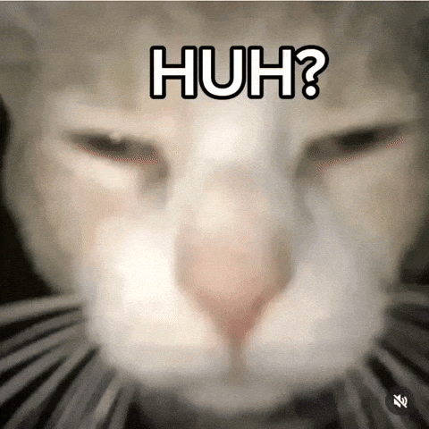 Cat What GIF
