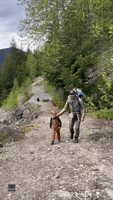 Bear Stalks Family Along Hiking Trail