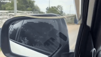 Snake Hitches a Ride on Car 