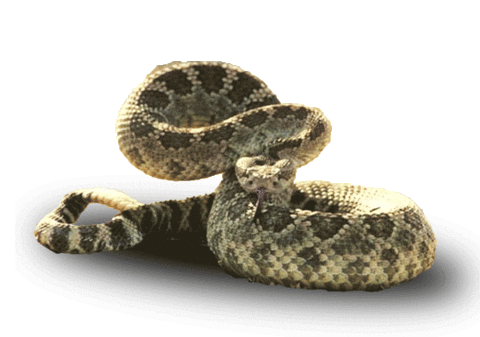 snake STICKER