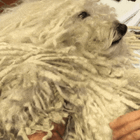 dog GIF by Westminster Kennel Club