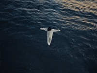 N95 GIF by Kendrick Lamar