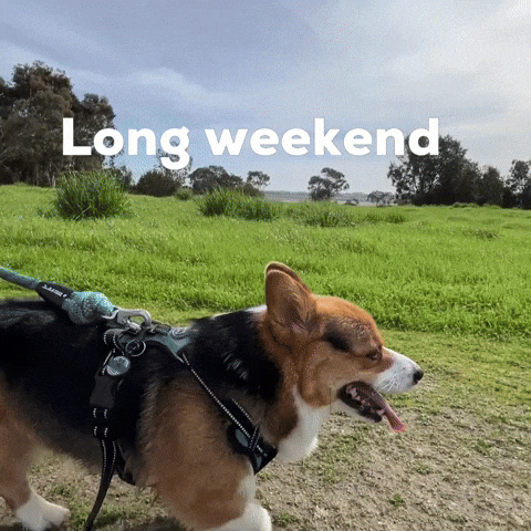 Long Weekend Dog GIF