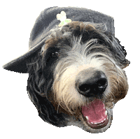 Dog Fashion Sticker