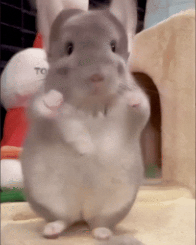 Chinchilla Sue GIF