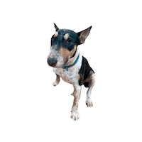 Bull Bali Sticker by Bono Surf Dog