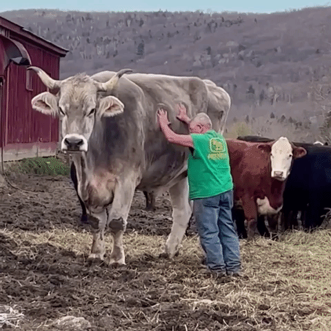 Absolute Unit Of An Ox