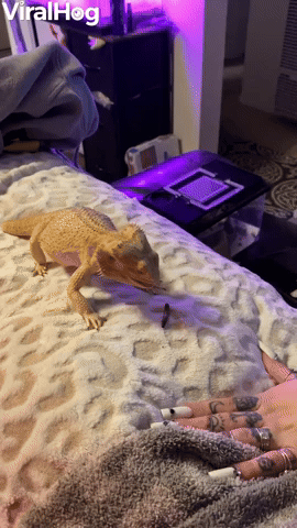 Bearded Dragon Struggles to Catch His Dinner
