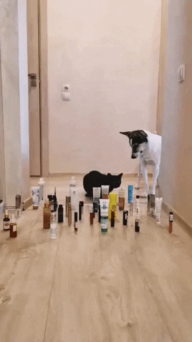 GianniFlash giphyupload GIF