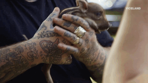 GIF by Dead Set on Life